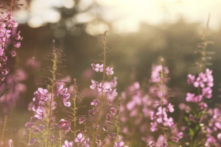 Sensory Garden Image
